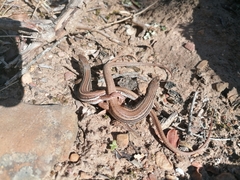 Pedioplanis burchelli