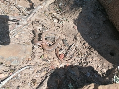 Pedioplanis burchelli