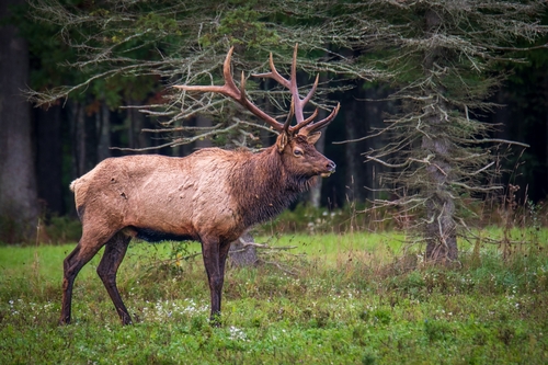 American Elk photographed in Pennsylvania
