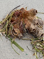 Callyspongia aculeata