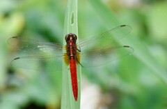 Rhodothemis rufa