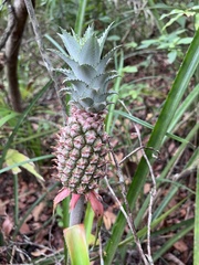 Ananas