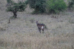 Kobus ellipsiprymnus defassa