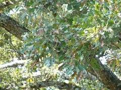 Quercus similis