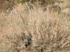Eriogonum niveum