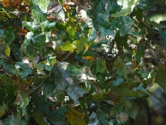 Quercus similis