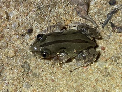 Kassina senegalensis