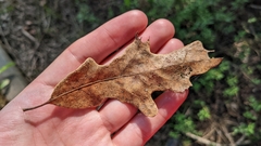 Quercus similis