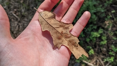 Quercus similis