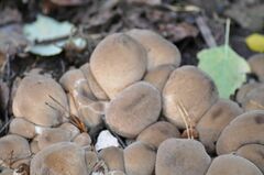 Lycoperdaceae