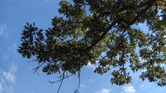 Quercus similis