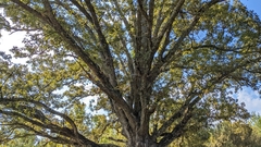 Quercus similis