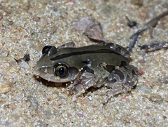 Kassina senegalensis