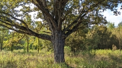 Quercus similis