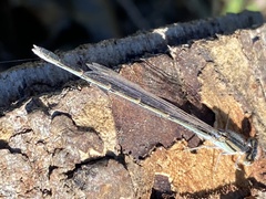 Coenagrionidae