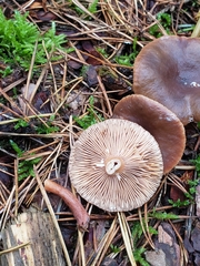 Lactarius hepaticus