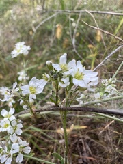 Mononeuria glabra
