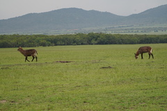 Kobus ellipsiprymnus defassa