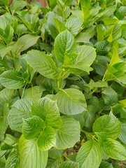 Hydrangea macrophylla