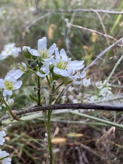 Mononeuria glabra