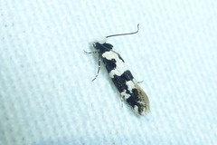Neurothaumasia ankerella