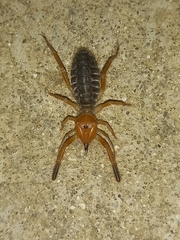 Gluvia dorsalis