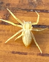 Philodromus rufus