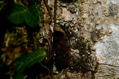 Penthicodes atomaria