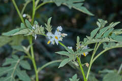 Solanum caricaefolium