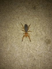 Gluvia dorsalis