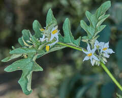 Solanum caricaefolium