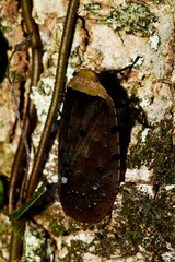 Penthicodes atomaria