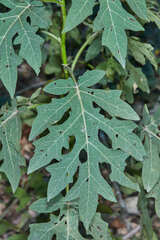 Solanum caricaefolium