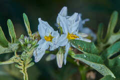 Solanum caricaefolium