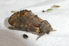 Notodonta dromedarius