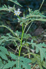 Solanum caricaefolium