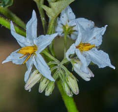 Solanum caricaefolium