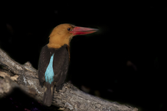 Pelargopsis amauroptera