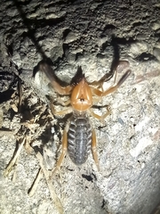 Gluvia dorsalis