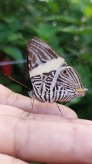 Colobura dirce