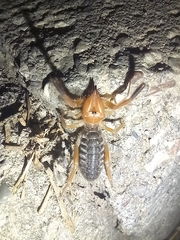Gluvia dorsalis
