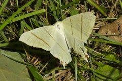 Ourapteryx sambucaria