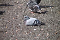 Columba livia domestica