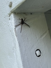 Dolomedes