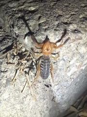 Gluvia dorsalis