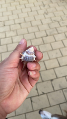 Neogastropoda