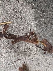 Callyspongia aculeata