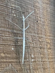 Parabacillus hesperus