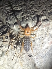 Gluvia dorsalis