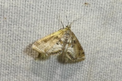 Cataclysta lemnata